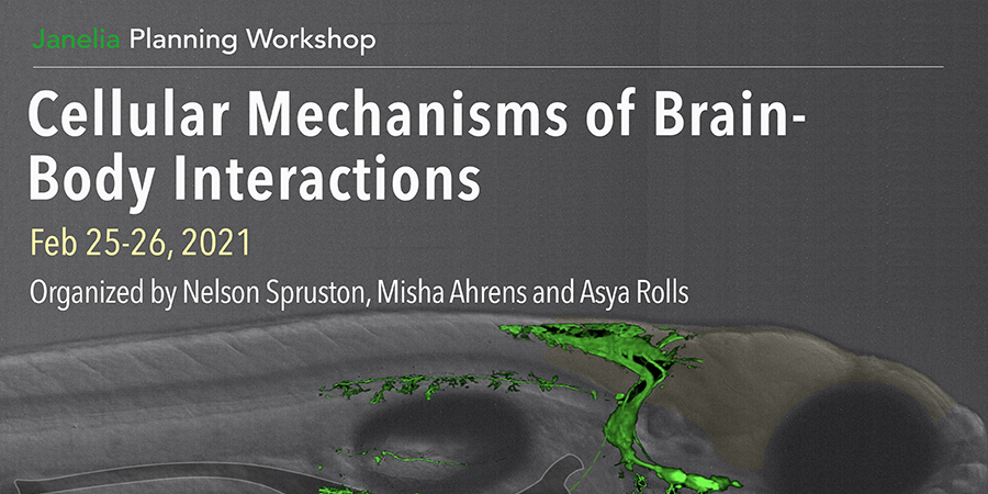 cellular mechanisms of brain body interactions