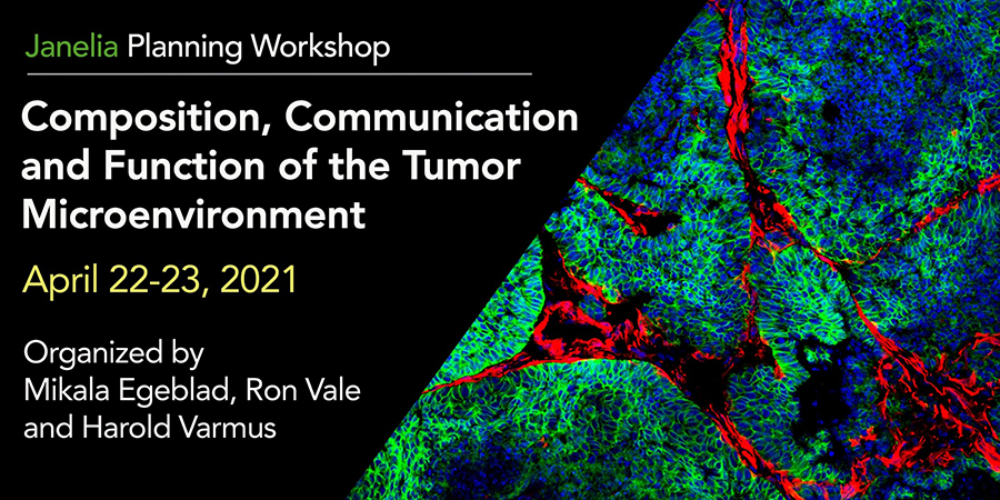Composition, Communication and Function of the Tumor Microenvironment